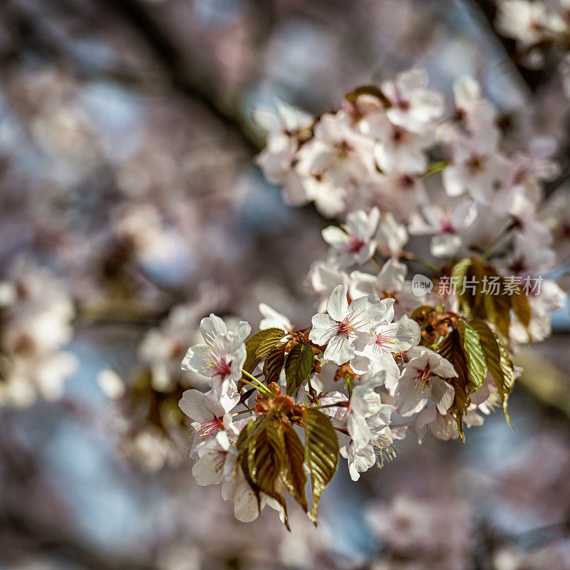 沙金特樱花(Prunus sargentii)